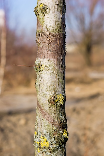 Gros plan vertical sur une tige d'arbre avec champignon