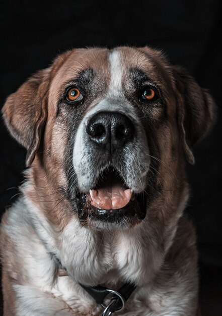 Gros plan vertical tiré d'un mignon chien Saint-Bernard bâillement avec un mur noir