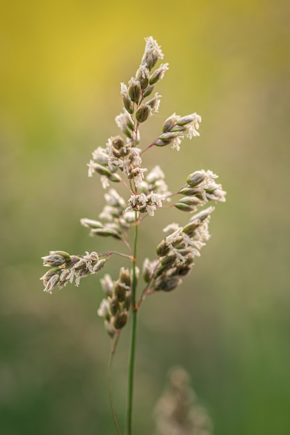 Gros plan vertical tiré d'une plante d'herbe de flèche sur une nature floue