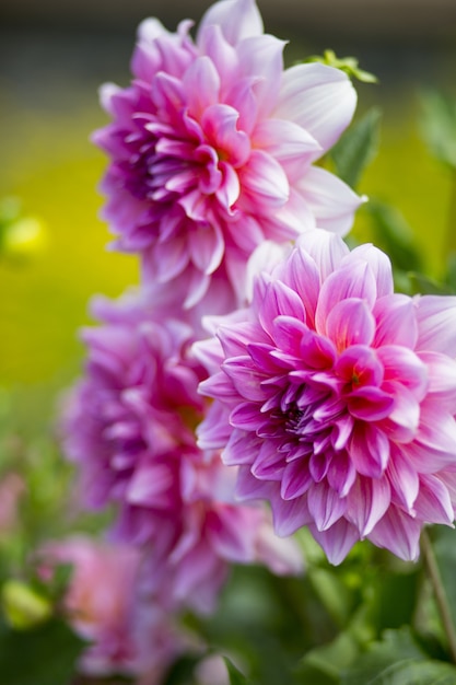 Gros plan vertical tourné d'une belle fleur de dahlia à pétales roses avec un arrière-plan flou