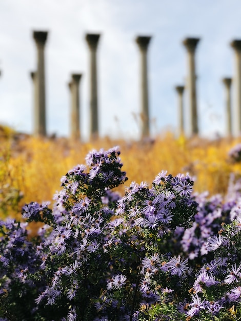 Photo gratuite gros plan vertical tourné de belles fleurs lilas dans un champ avec de grands piliers en arrière-plan