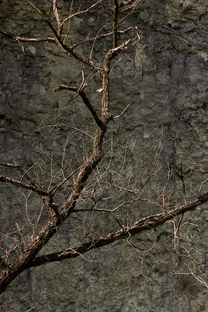 Photo gratuite gros plan vertical tourné des branches sèches d'un arbre devant un rocher