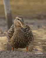 Photo gratuite gros plan vertical tourné d'un canard debout dans l'eau près de la rive avec un flou