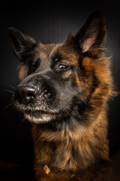 Gros plan vertical tourné d'un chien brun