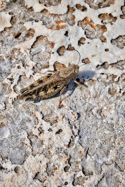 Gros plan vertical tourné d'un insecte éphémère sur un sol sablonneux