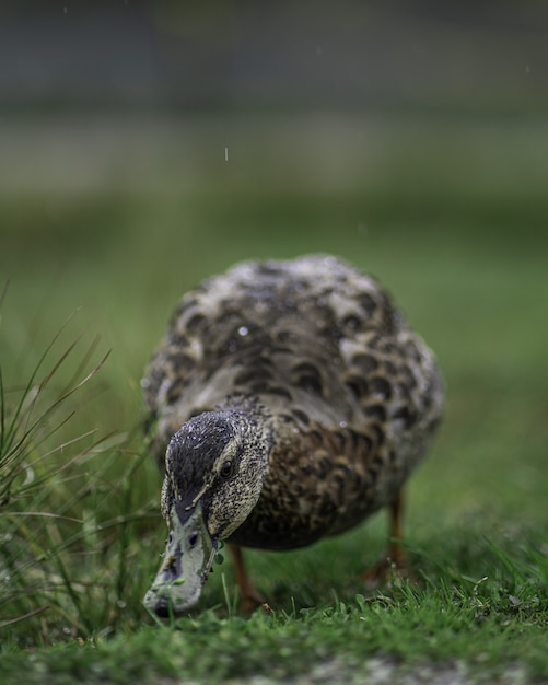 Gros plan vertical tourné d'un mignon canard sur l'herbe verte