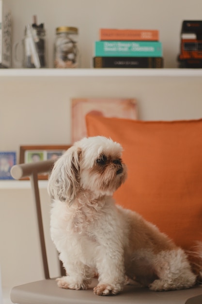 Gros plan vertical tourné d'un mignon petit chien Pekapoo blanc