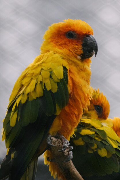 Gros plan vertical tourné d'un perroquet coloré