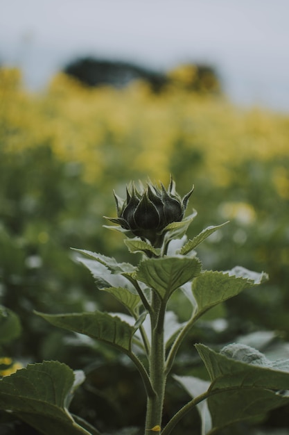 Photo gratuite gros plan vertical tourné d'une plante avec champ de fleur jaune floue