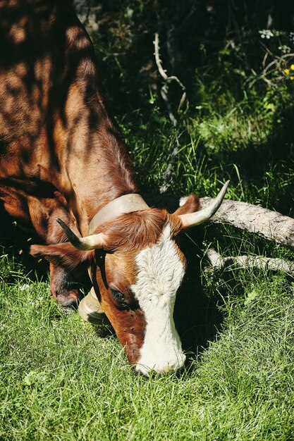 Gros plan vertical tourné d'une vache brune broutant sur l'herbe