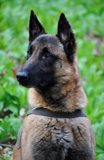 Gros plan vertical tourné d'un vieux chien de berger allemand à l'extérieur