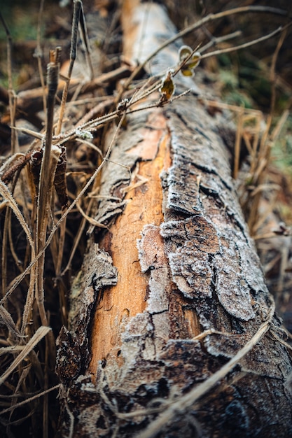 Gros plan vertical d'un tronc d'arbre entouré de branches sous la lumière du soleil