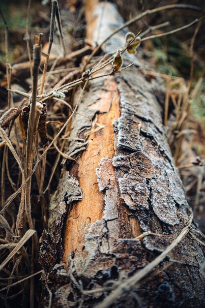 Gros plan vertical d'un tronc d'arbre entouré de branches sous la lumière du soleil