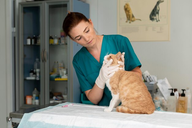 Gros plan sur un vétérinaire prenant soin d'un chat