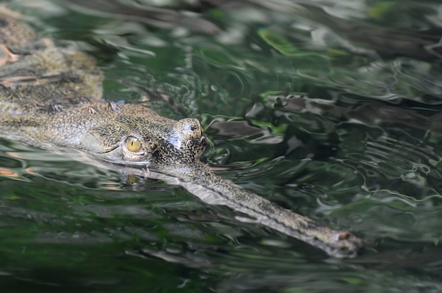 Gros plan sur le visage d'un crocodile gavial dans une rivière