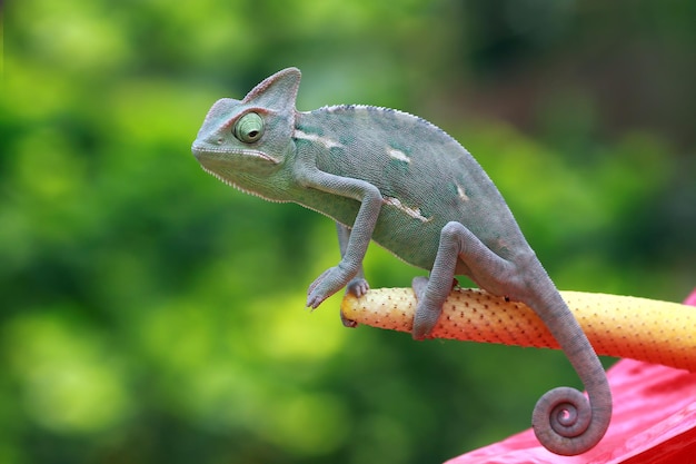 Gros plan voilé caméléon sur red bud