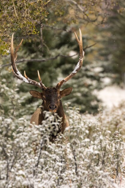 Gros plan d'un wapiti au repos, d'un animal et d'un paysage naturel hivernal