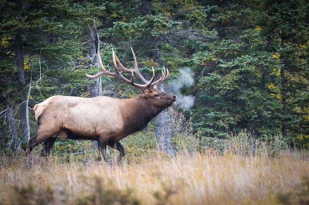 Gros plan d'un wapiti au repos et d'un paysage naturel pittoresque