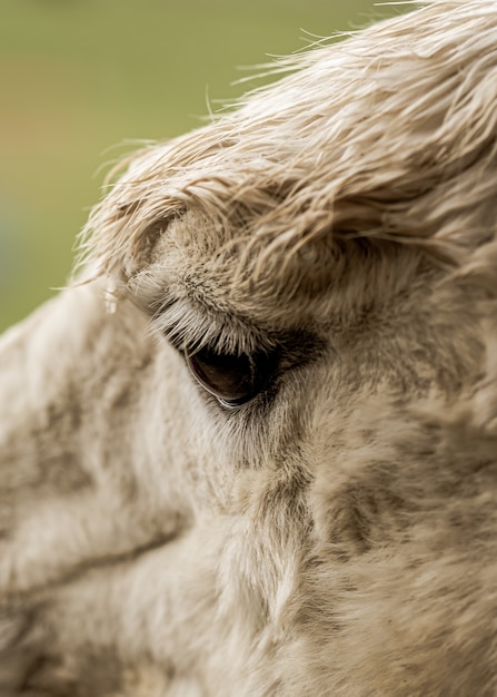 Gros plan d'un yeux de lama blanc