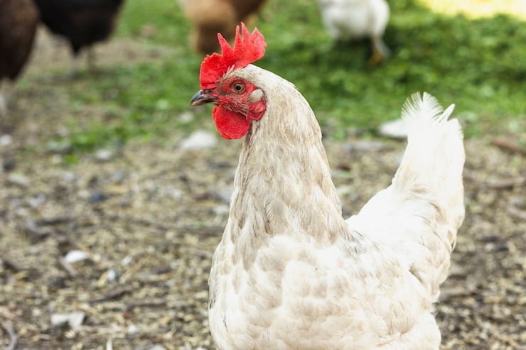 Photo gratuit gros poulet blanc gratuit à la ferme