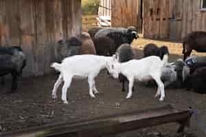 Photo gratuite groupe d'animaux de ferme mignon