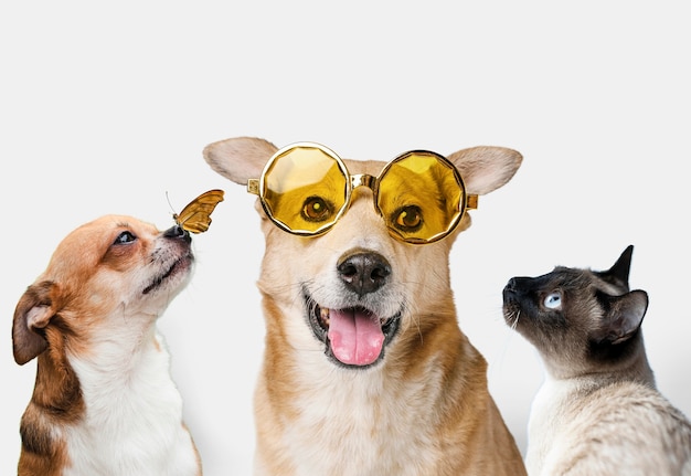 Groupe d'animaux mignons sur fond blanc