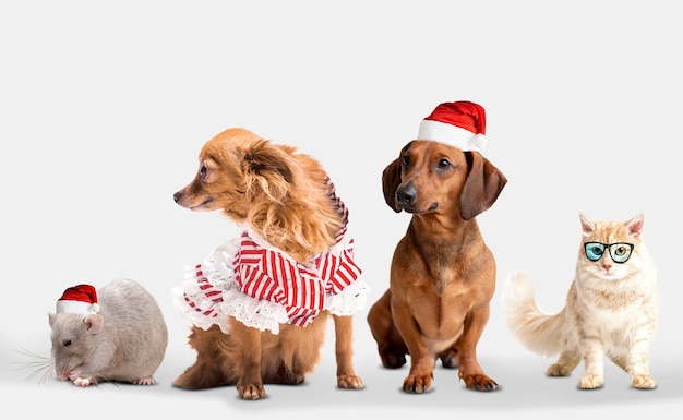 Groupe d'animaux mignons sur fond blanc