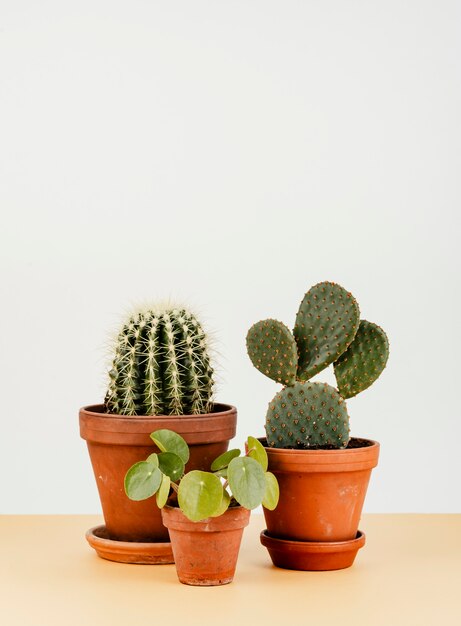 Groupe de cactus dans des pots de fleurs
