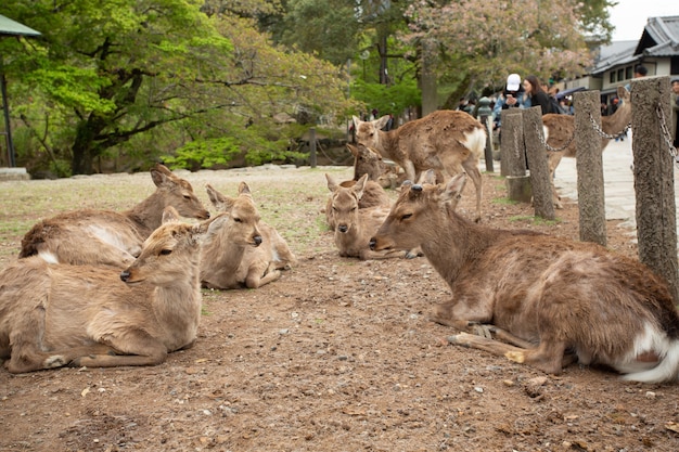 Groupe de cerfs couchés sur le sol