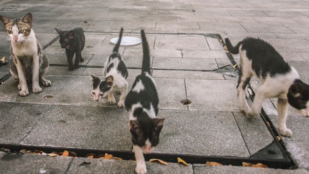 Groupe de chats et chatons de rue mignons