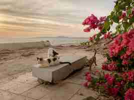 Photo gratuite groupe de chats se détendre sur un banc au bord de la mer pendant le coucher du soleil