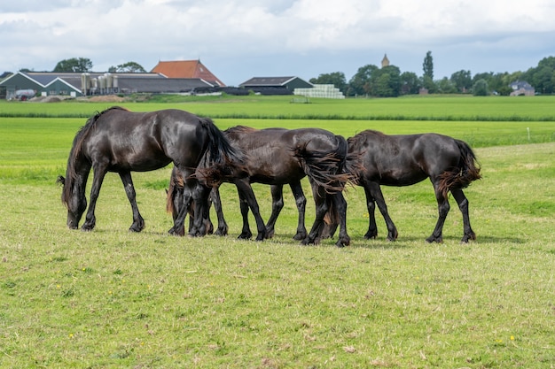 Groupe de chevaux avec la même posture de pâturage se déplaçant de manière synchrone dans un pré