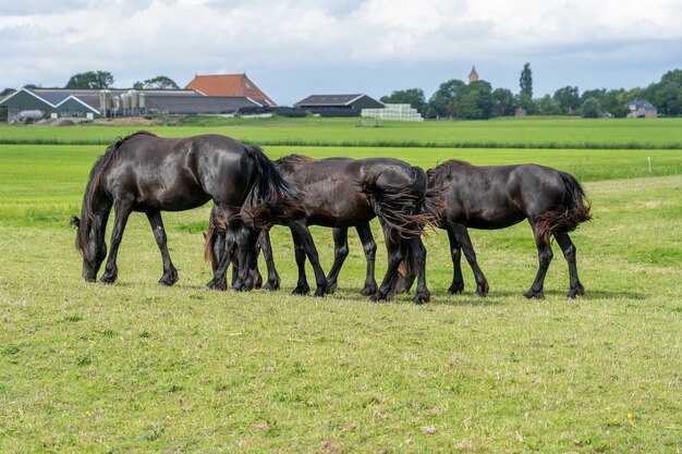 Groupe de chevaux avec la même posture de pâturage se déplaçant de manière synchrone dans un pré