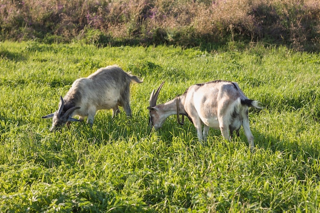Groupe de chèvre domestique se nourrissant d'herbe