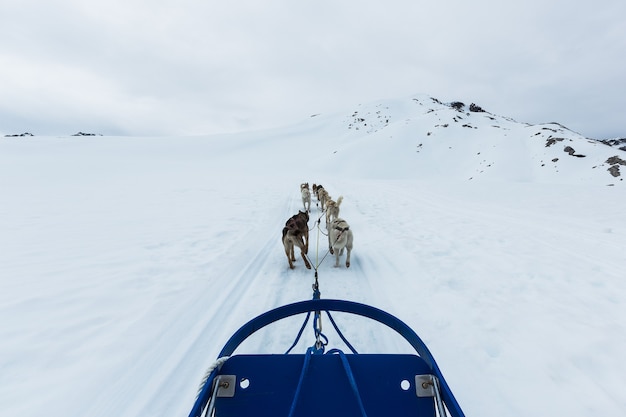 Groupe de chiens de traîneau à Skagway, Alaska