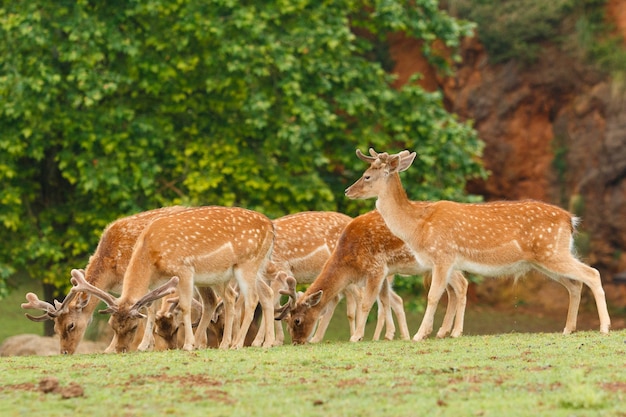 Groupe de daims paissant