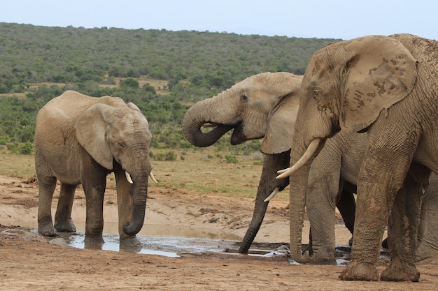 Groupe d'éléphants jouant autour d'un petit lac au milieu d'une jungle