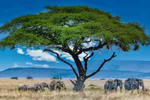 Photo gratuite groupe d'éléphants sous le grand arbre vert dans le désert