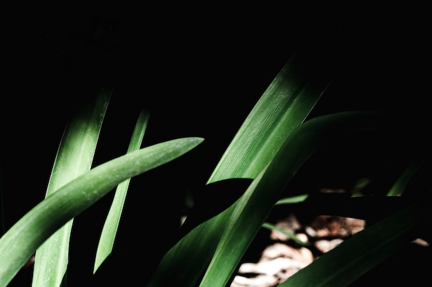 Groupe de feuilles vertes tropicales