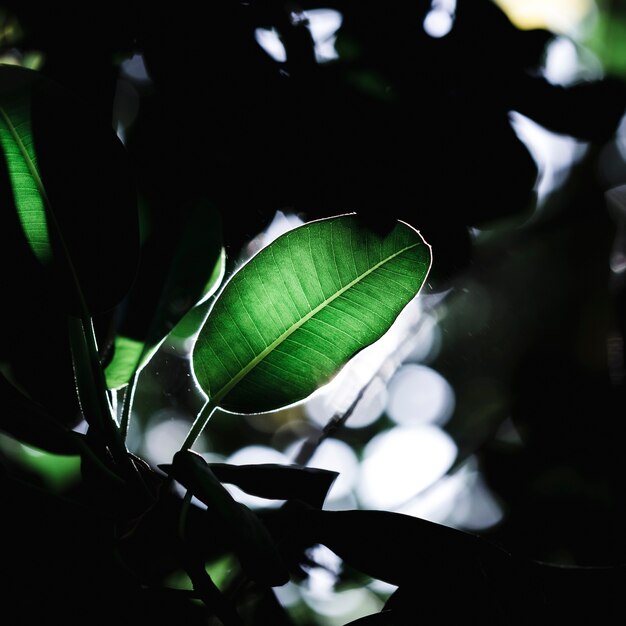 Groupe de feuilles vertes tropicales