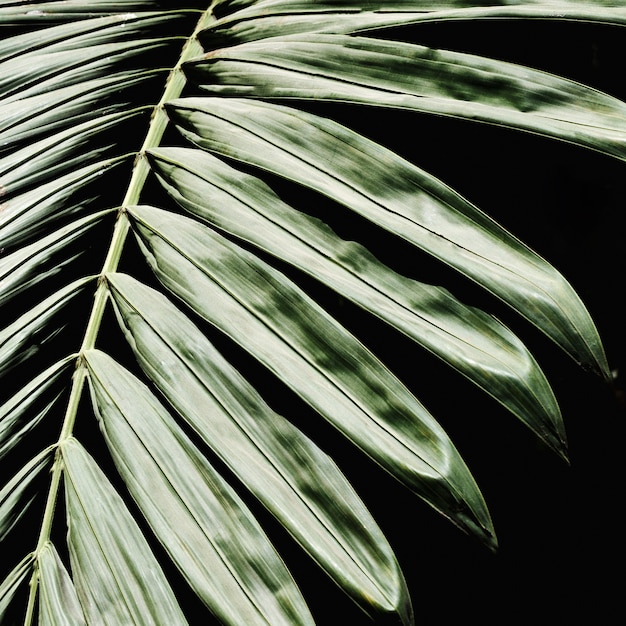 Photo gratuite groupe de feuilles vertes tropicales