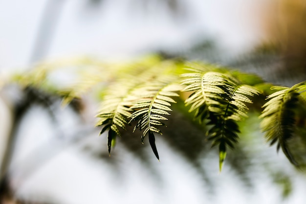 Groupe de feuilles vertes tropicales