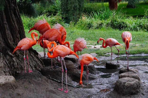 Groupe de flamants roses debout sur un sol boueux