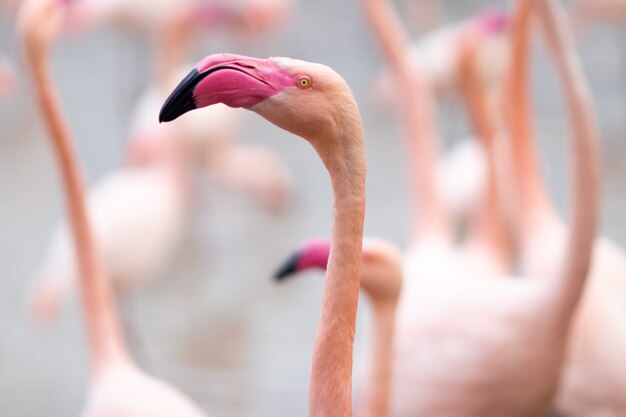 Groupe de flamants roses