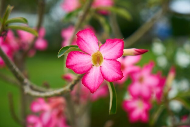 groupe de fleur d&#39;objets fleur nature plante