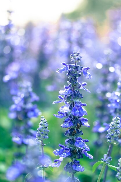 Groupe de fleurs