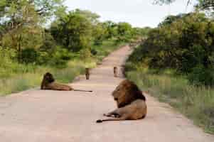 Photo gratuite groupe de magnifiques lions sur une route de gravier entourée de champs herbeux et d'arbres