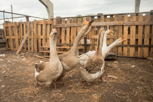 Photo gratuite groupe d'oies dans une ferme