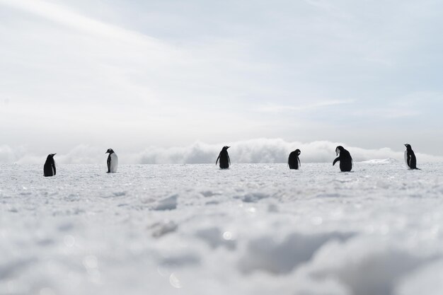 Groupe de pingouins marchant sur la plage gelée