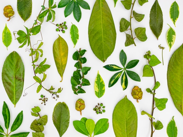 Groupe Plat De Feuilles Et De Fleurs